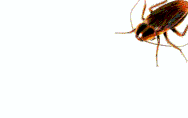 Tubular Pest Systems for Central Florida Area